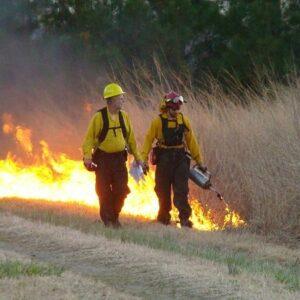 Drip torch grass fire