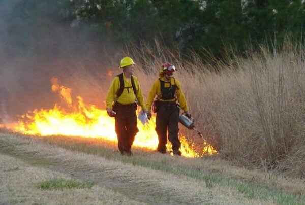 Drip torch grass fire